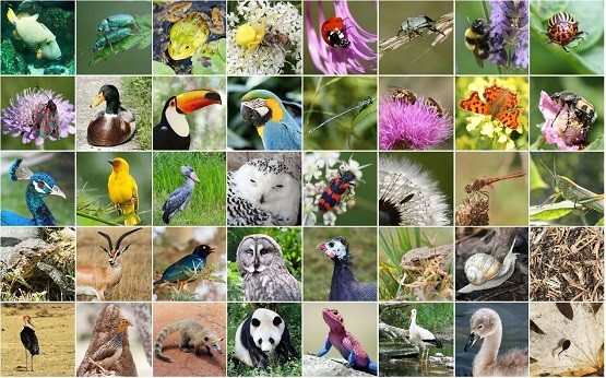 上線啦！深圳國家基因庫發(fā)布『動植物資源活體庫』門戶